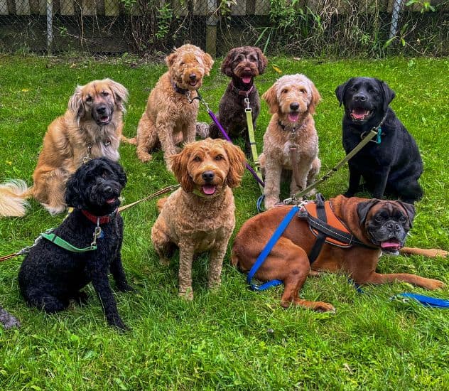 Pack Dog Walking Oakville and Mississauga
