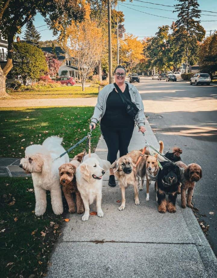 Dog Walking Pack Walks in Oakville, Mississauga, and Lincoln 2