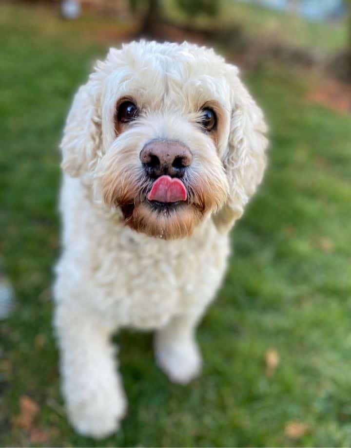 Dog Walking Pack Walks in Oakville, Mississauga, and Lincoln 1