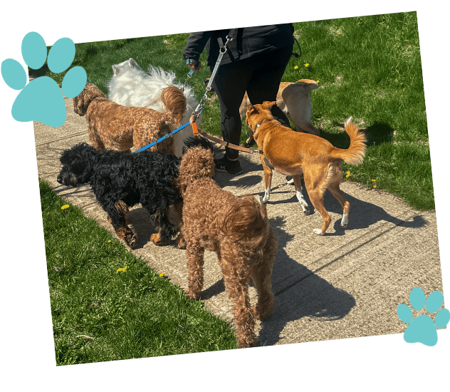 Meagan’s Paw Squad General Questions