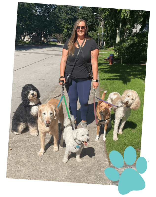 Pack Walks: More Than Just a Dog Walking Oakville, and Mississauga